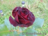 Black Baccara