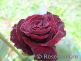 Black Baccara