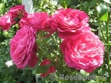 Johann Wolfgang von Goethe Rose®