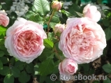 Abraham Darby