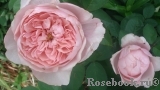 The Alnwick Rose