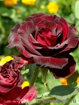 Black Baccara