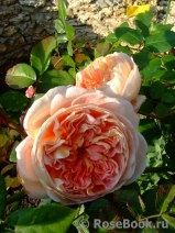 Abraham Darby