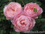 The Alnwick Rose