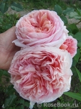 Abraham Darby