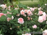 Abraham Darby