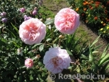 A Shropshire Lad