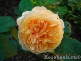 Crown Princess Margareta®