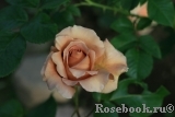 Julia's Rose