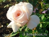 Crocus Rose® 