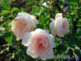 Crocus Rose® 