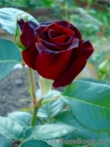 Black Baccara