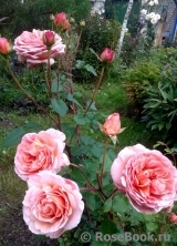 Abraham Darby