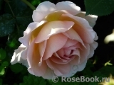 Abraham Darby