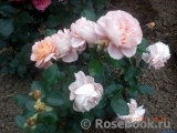 Garden of Roses 