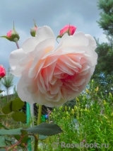 A Shropshire Lad