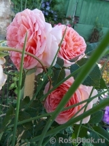 Abraham Darby