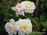 Crocus Rose® 