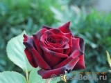 Black Baccara