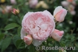 The Wedgwood Rose