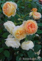 Crown Princess Margareta®