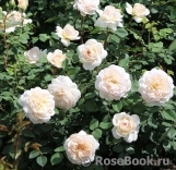 Crocus Rose® 