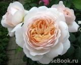 Crocus Rose® 