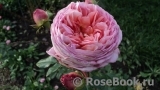 Abraham Darby