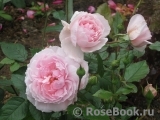 The Wedgwood Rose