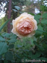 Crown Princess Margareta®