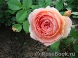 Abraham Darby