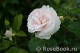 Aspirin Rose