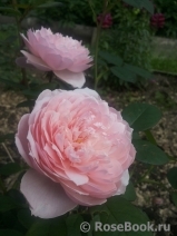 The Alnwick Rose