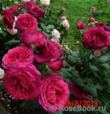 Johann Wolfgang von Goethe Rose®