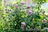 Abraham Darby