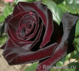 Black Baccara