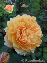 Crown Princess Margareta®