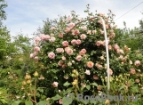 Abraham Darby