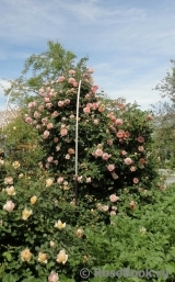 Abraham Darby