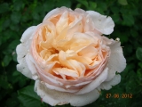 Alexandrine (hybrid tea, Meilland, 2009)