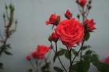 Rosa chinensis(роза китайская, роза бенгальская красная)