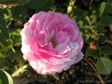  NORDLAND ROSE