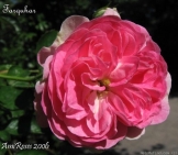 'Farquhar' rose Description 