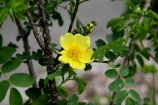 Lutea Maxima