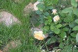 Crown Princess Margaretha®