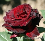 Black Baccara