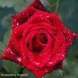 Vitalrose Koopmann's Imperial