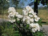 Thalia Remontant (Perpetual Thalia)