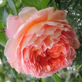 Abraham Darby