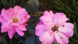 Bees Paradise Rose Pink